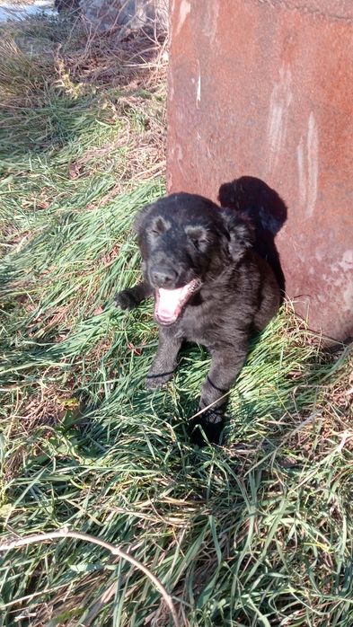 Щенки в добрые руки