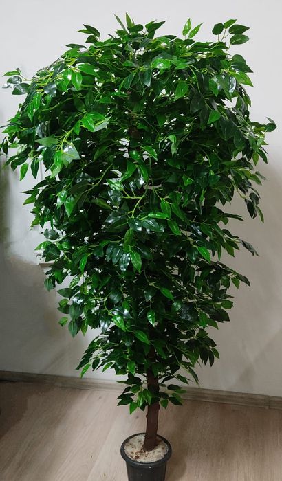Фикус Бенжамина по супер цене