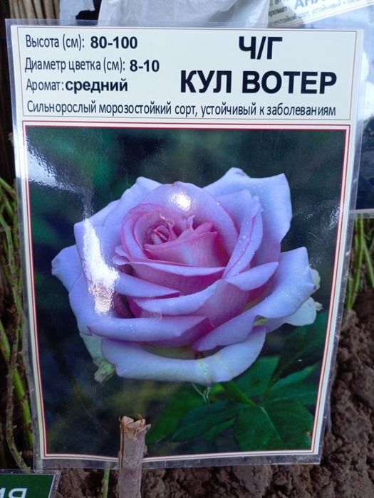 Atir gul koʼchatlari galaniski sort karlik Sortiri