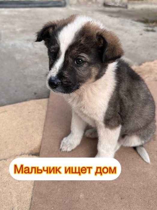 Щенки ищут дом! Есть мальчики и девочки!