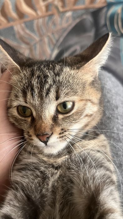 Отдам котенка по кличке Симка