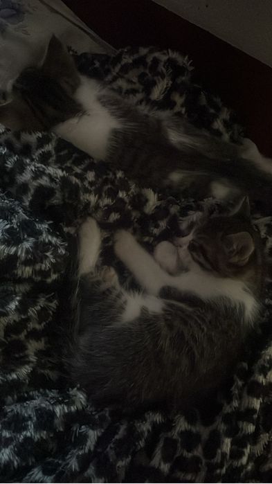 отдам котят в добрые руки