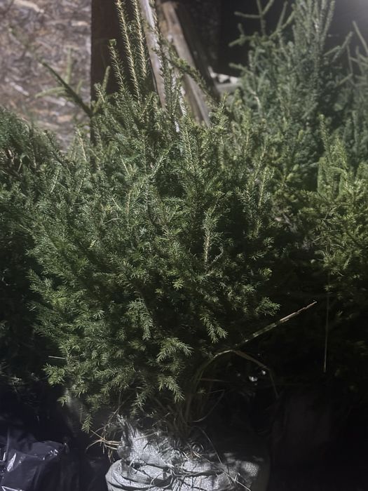 Продам Сибирскую Ель