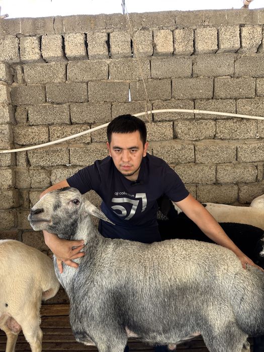 To'y, aqiqa, marosimlar uchun qo'ylar!