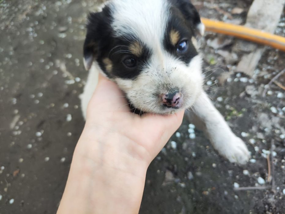 Отдам щенка в добрые руки