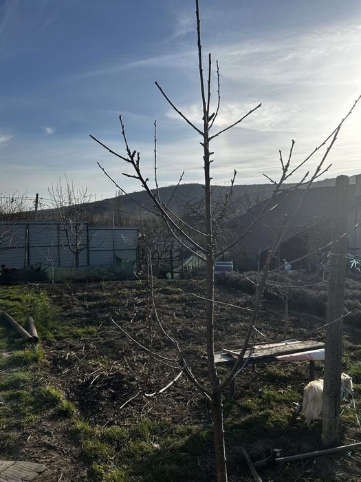 Taiere pomi fructiferi