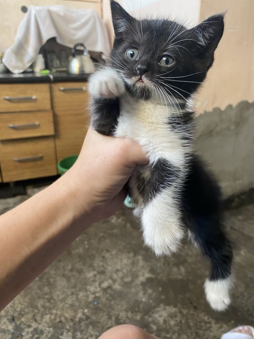 котята скотиш страйт