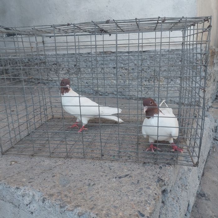 Кызылбас пара лет с игрой