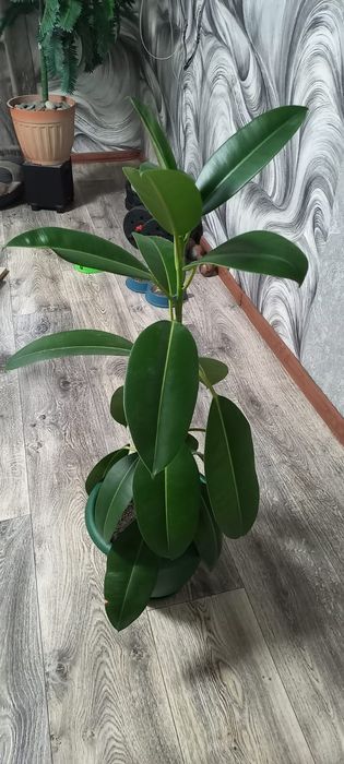 Продам цветы фикусы
