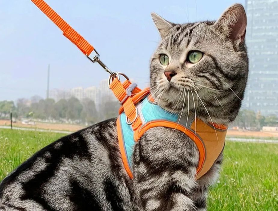 Ошейник для кота