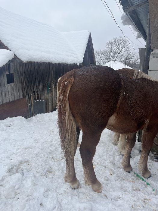 Vând mânz de 6 luni