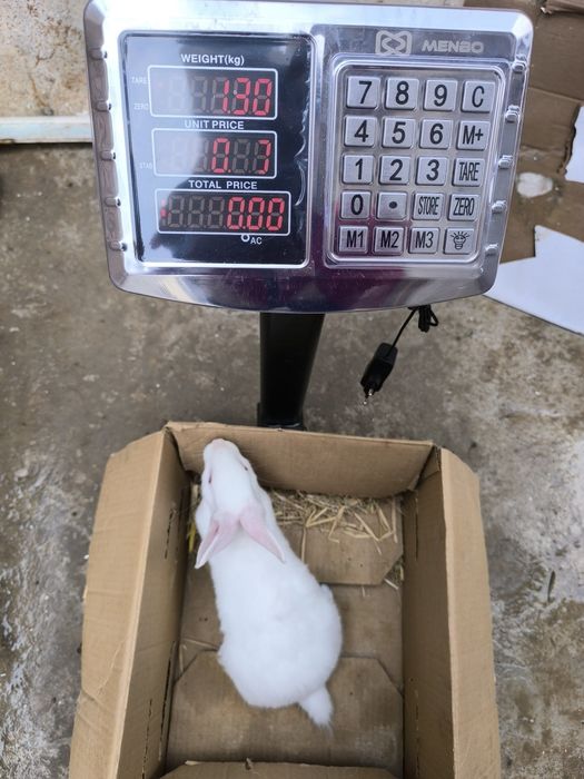 Hikol quyonlar sotuvda