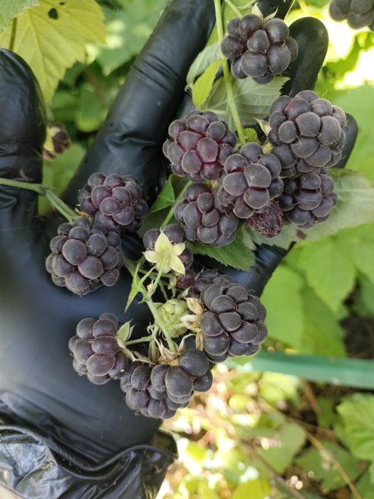 Саженцы малины, ежевики.