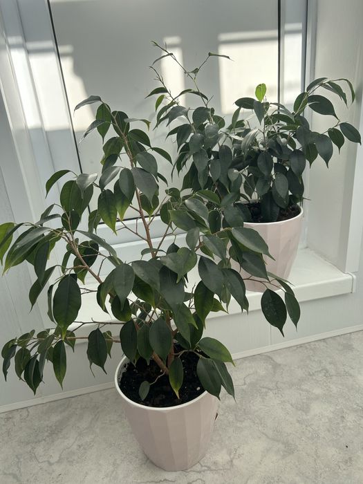 Продам фикус бенджамина