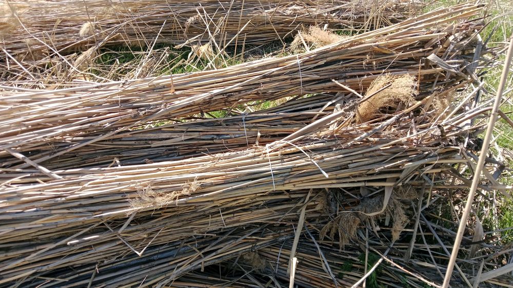 Камыс 270 теге шымкет