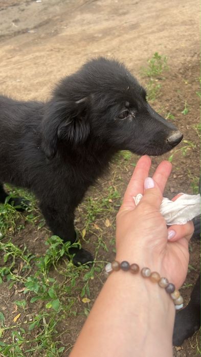 Щенки в добрые руки