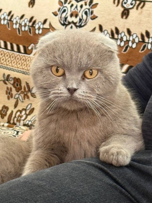 Вислоухий кот. цвет серый