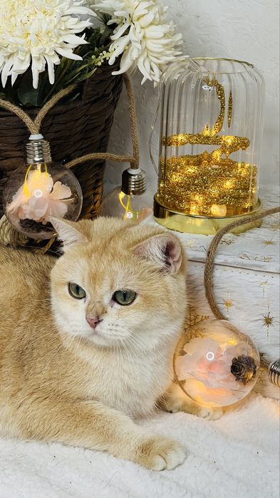 Чистокровная британка NY11