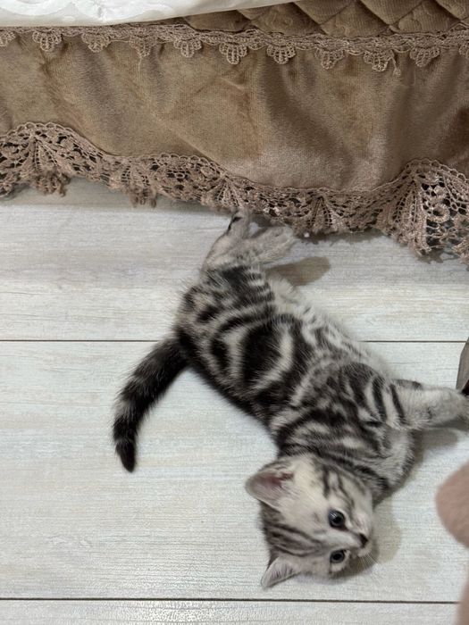 Продам котят ,Самовывоз !