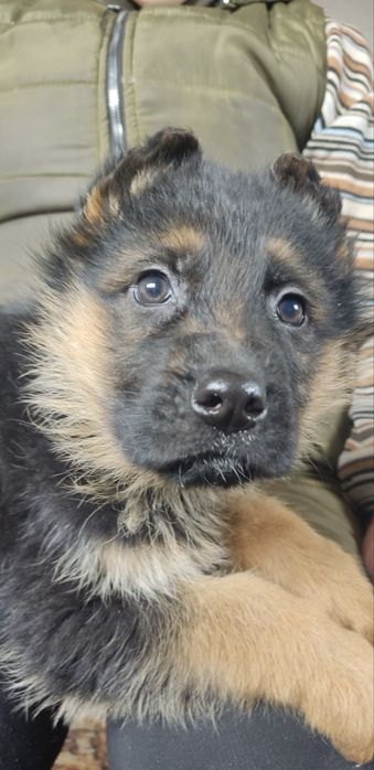 Щенки немецкой овчарки