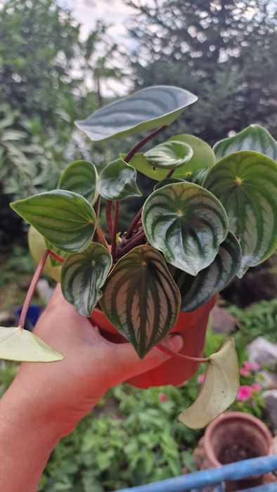 Продам пеперомии арбузную и пилею