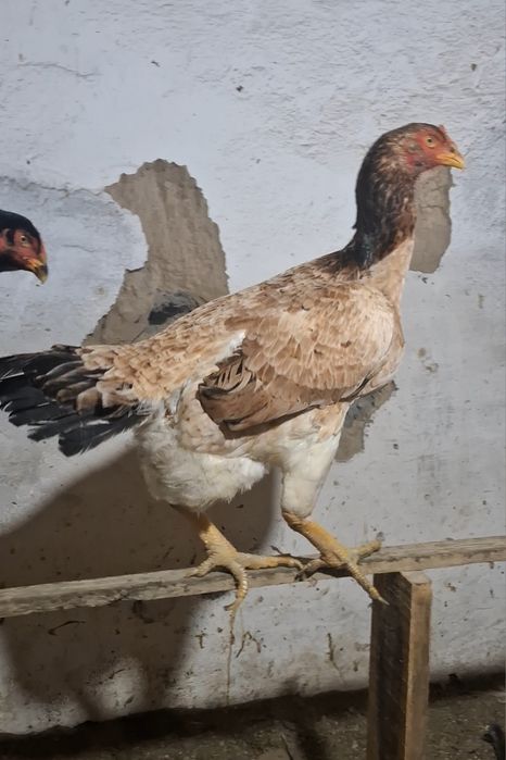 ПРОДАМ   Даканы Курочки