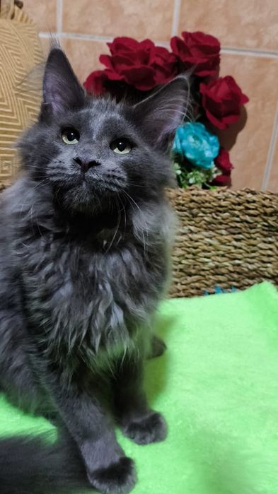 BLUE мейн кун котёнок голубой