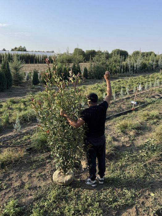 Photinia Red Robin 1,80–2 m – 130 lei | Transport inclus | Gard viu