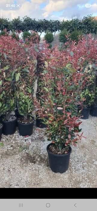 Vînd plante ornametale diferite mărimi