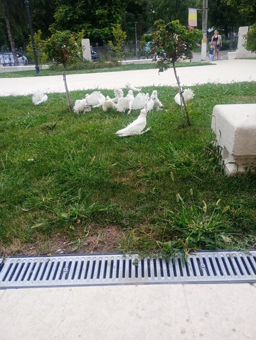 Închiriez porumbei pentru nunți