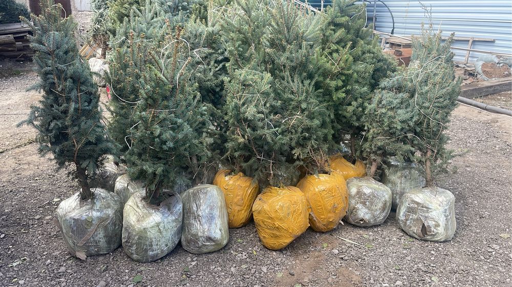 Продажа саженцев Кокарал 22/1