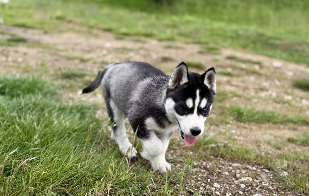 Femela husky siberian!