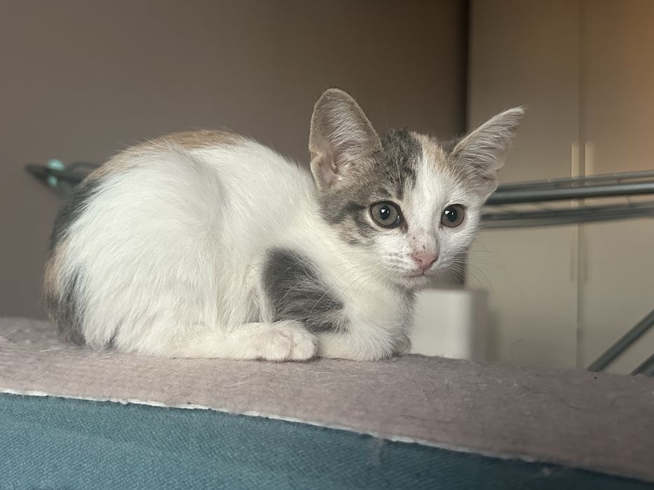 Котята ищут семью