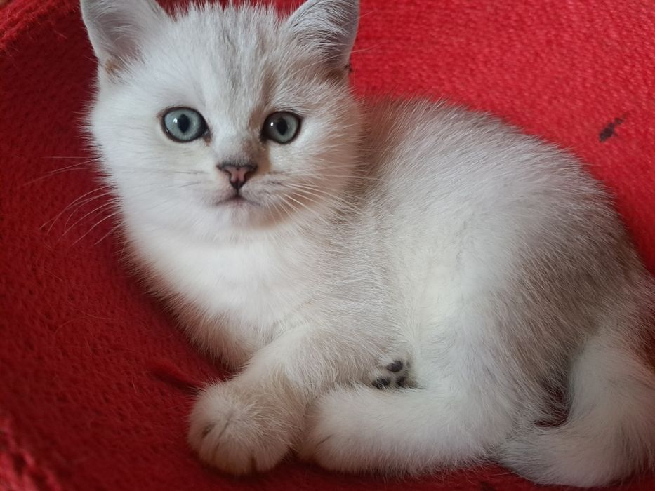 Шотландско котенце