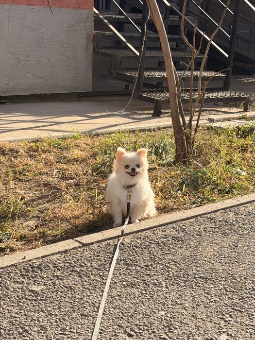 Щенок Шпица Немецкого