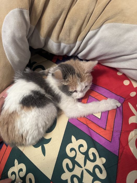 Кошка,срочно отдам