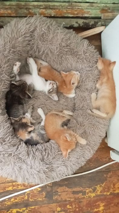 Отдам котят бесплатно