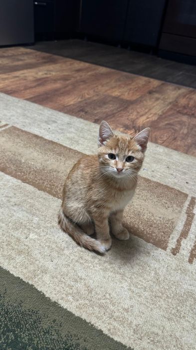 отдам котят в хорошие руки