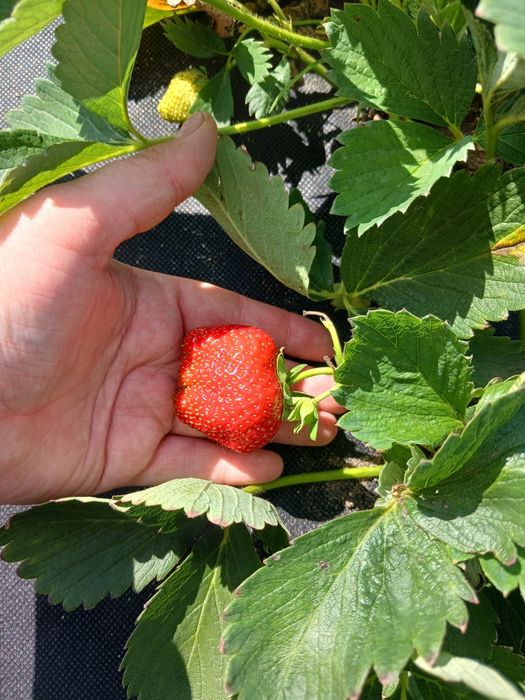 Продам свежесобранную ягоду клубники