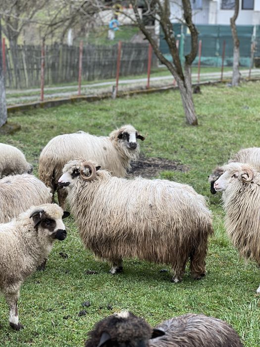 Oi bune pentru paste