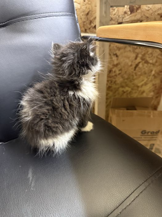 Котенок примерно 1,5 месяца