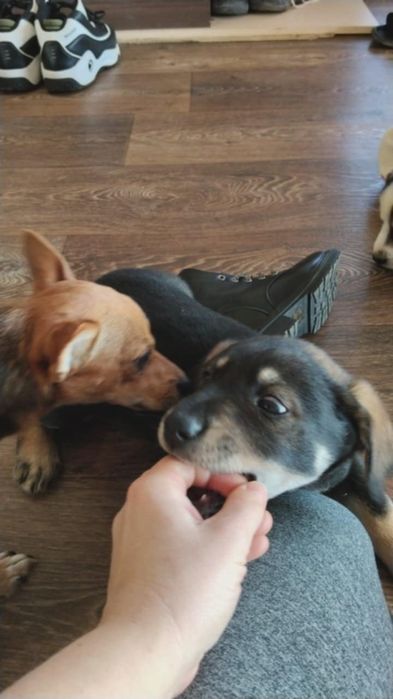 Подарявам бебенца кученца на 2 месеца