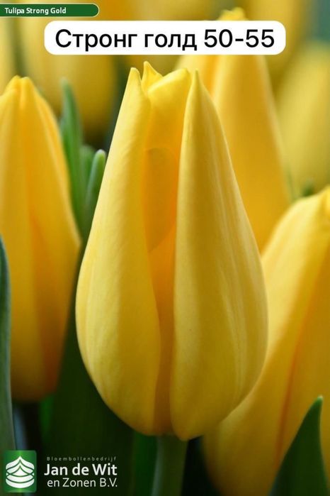 Продам тюльпаны  голландские оптом