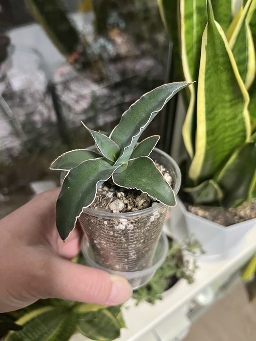 Сансевиерия, разные сорта