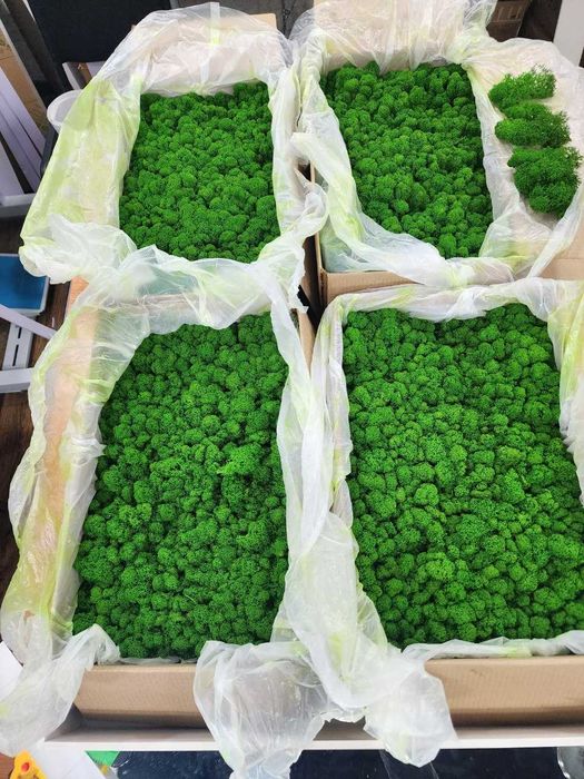 Стабилизированный мох (ягель), Зелёное Яблоко, свежий, 1 кг