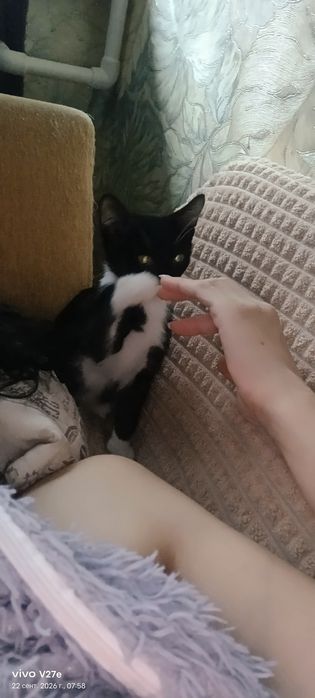 Отдам котенка в добрые руки
