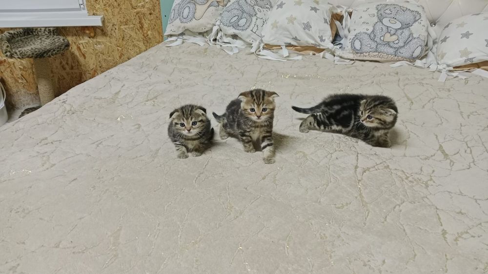 Котята породистые