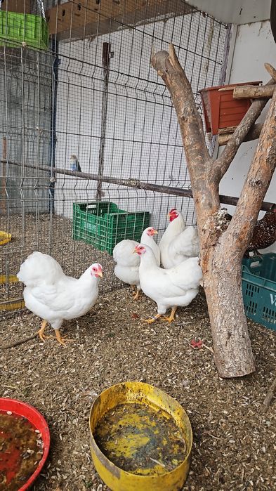 Vand sau schimb Pauni si femele maturi! Si familii Wiandotte