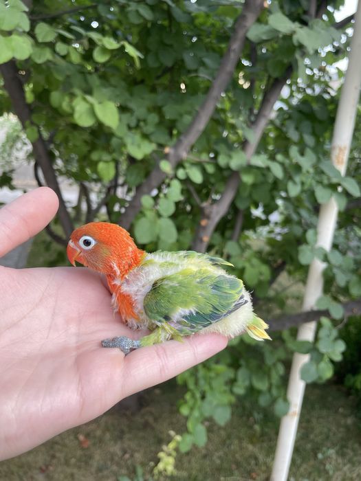 Продаются ручные попугаи неразлучники