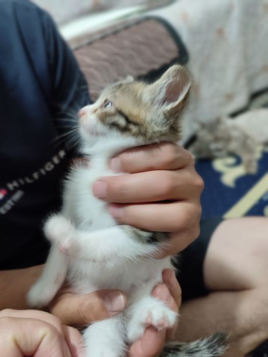 Домашний Котят, раздаю бесплатно